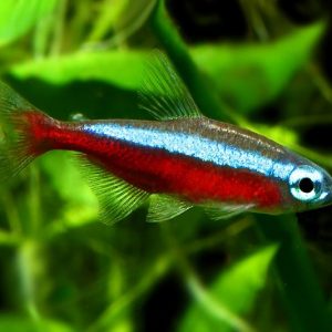 CARDINAL TETRA