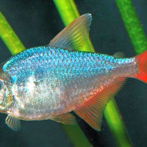 COLOMBIA TETRA