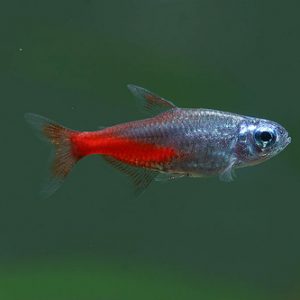 DIAMOND NEON TETRA