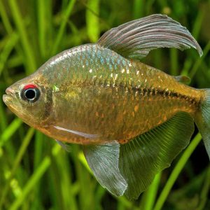 DIAMOND TETRA