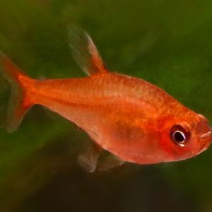 EMBER TETRA