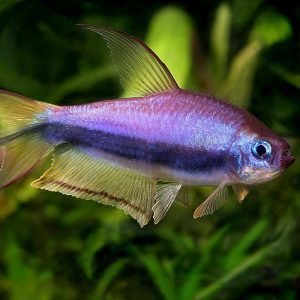 EMPEROR TETRA
