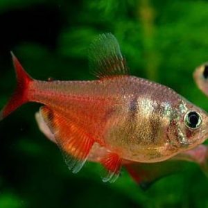 FLAME TETRA