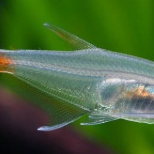 GLASS BLOODFIN