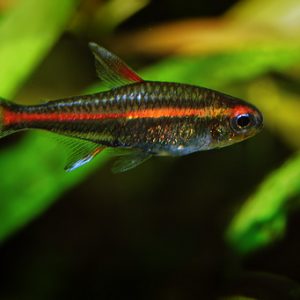 GLOWLIGHT TETRA