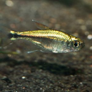 GOLD TETRA