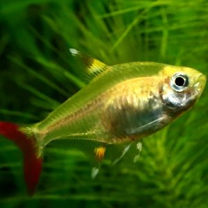 GOLDEN PRISTELLA