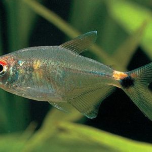 HEAD & TAIL TETRA