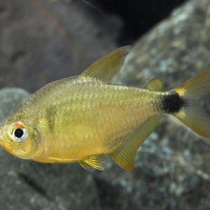 KITTY TETRA
