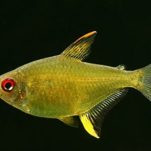 LEMON TETRA