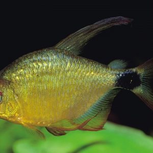 LONG FIN KITTY TETRA