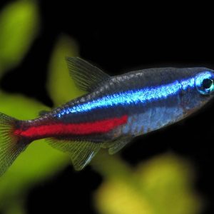NEON TETRA