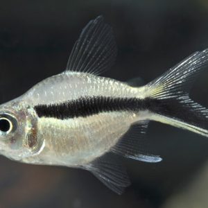 PENGUIN BALLON TETRA