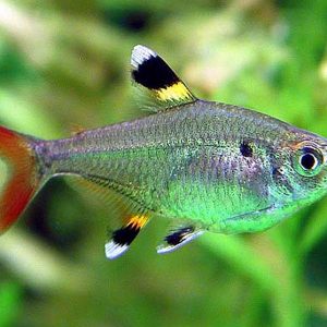 PRISTELLA TETRA