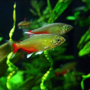 RATHUBUNI BLOOD FIN