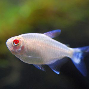 RED EYE ALBINO TETRA