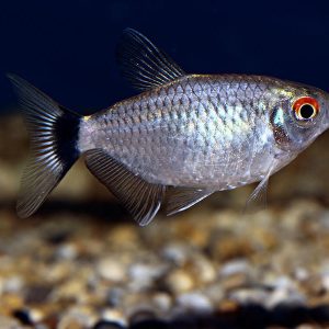 RED EYE TETRA