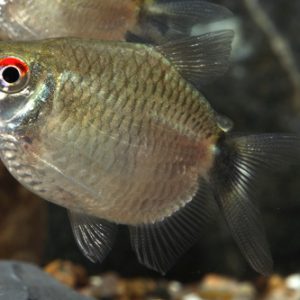 BALLON RED EYED TETRA