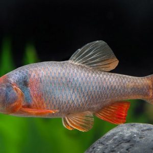 RED SHINER