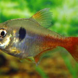 RED TAIL YELLOW PHANTOM