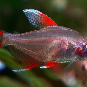 WHITE FIN ROSY TETRA