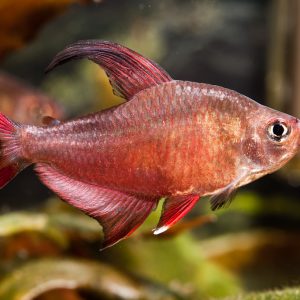 ROSY TETRA