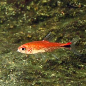 RUBY TETRA