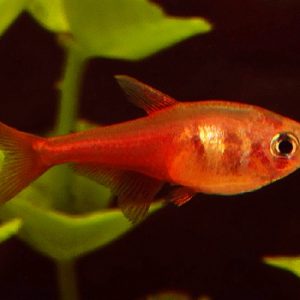 ORANGE VON RIO FLAME TETRA