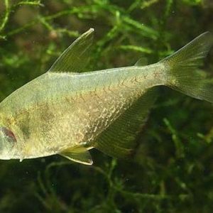YELLOW TETRA