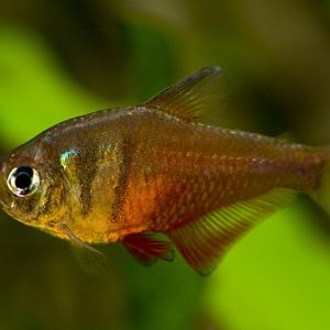 FLAME TETRA
