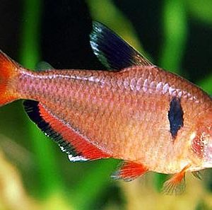 SERPAE TETRA