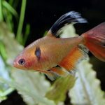 SERPAE VEILTAIL