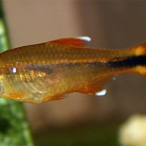 SILVER TIP TETRA