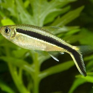 VEILTAIL PENGUIN TETRA