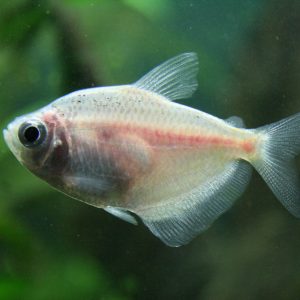 WHITE TETRA