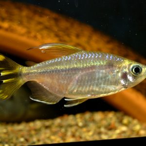YELLOW CONGO