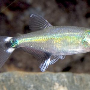 WHITE SPOT TETRA