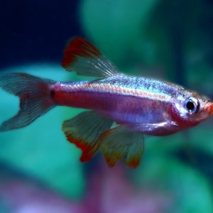 WHITE CLOUD MOUNTAIN LONGFIN