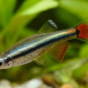 MOUNTAIN MINNOW