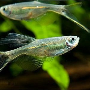SWORDTAIL CHARACIN