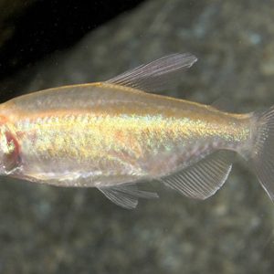 ALBINO CONGO TETRA