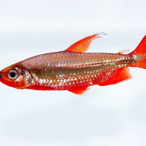 CHERRY RED CONGO TETRA