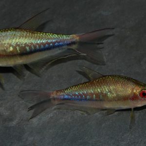 RAINBOW EMPEROR TETRA