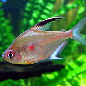BLEEDING HEART TETRA