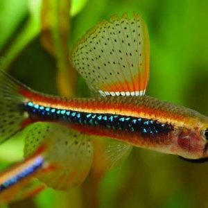 BLACK DARTER TETRA