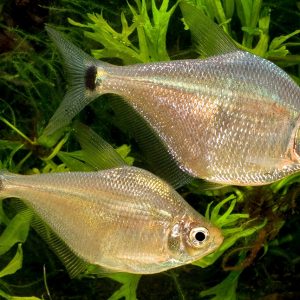SILVER TETRA