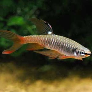 SPLASHING TETRA