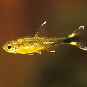 COPPER TETRA