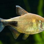 PRETTY TETRA