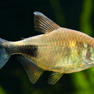 PRETTY TETRA